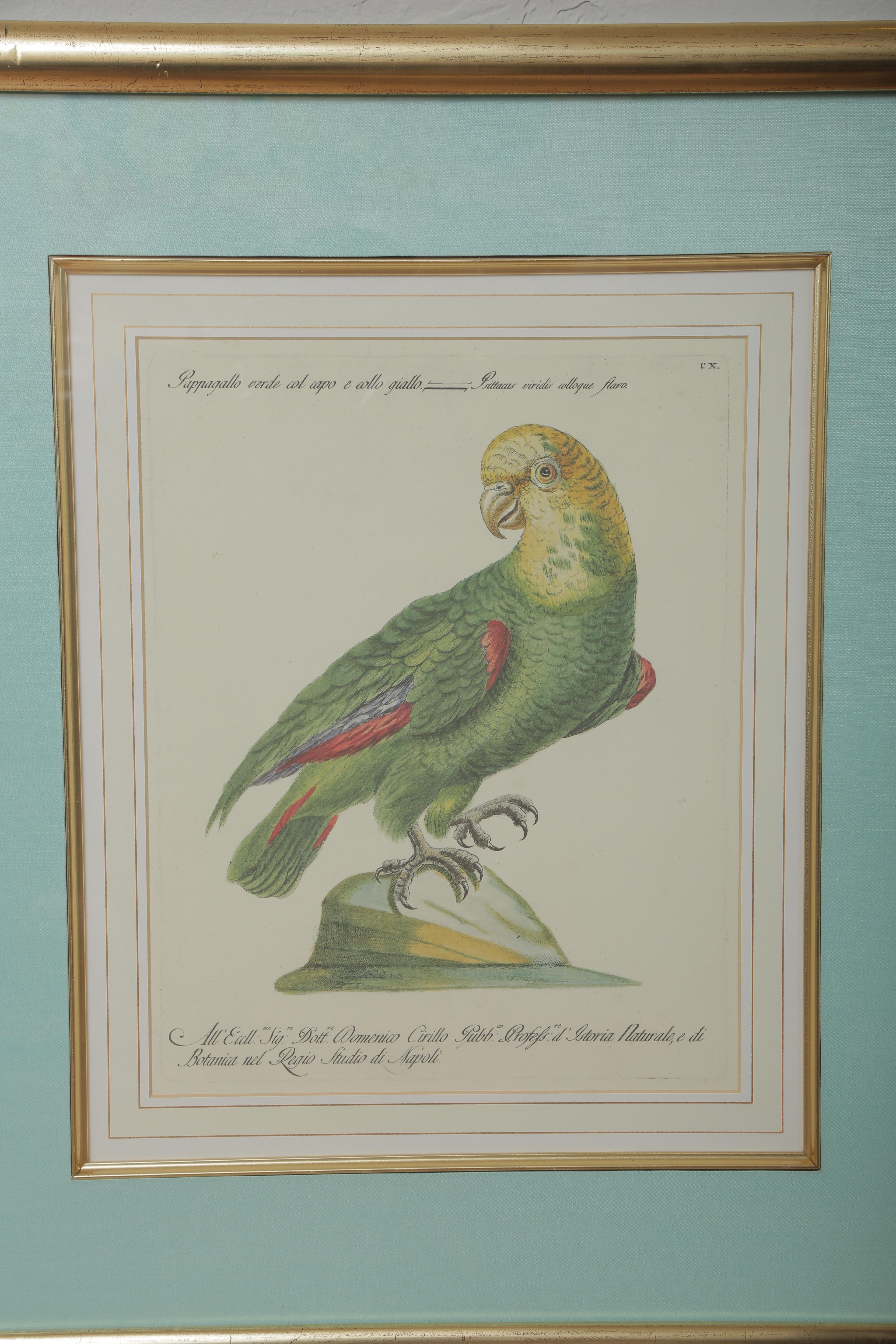 Paper Pair of Colored Bird Engravings