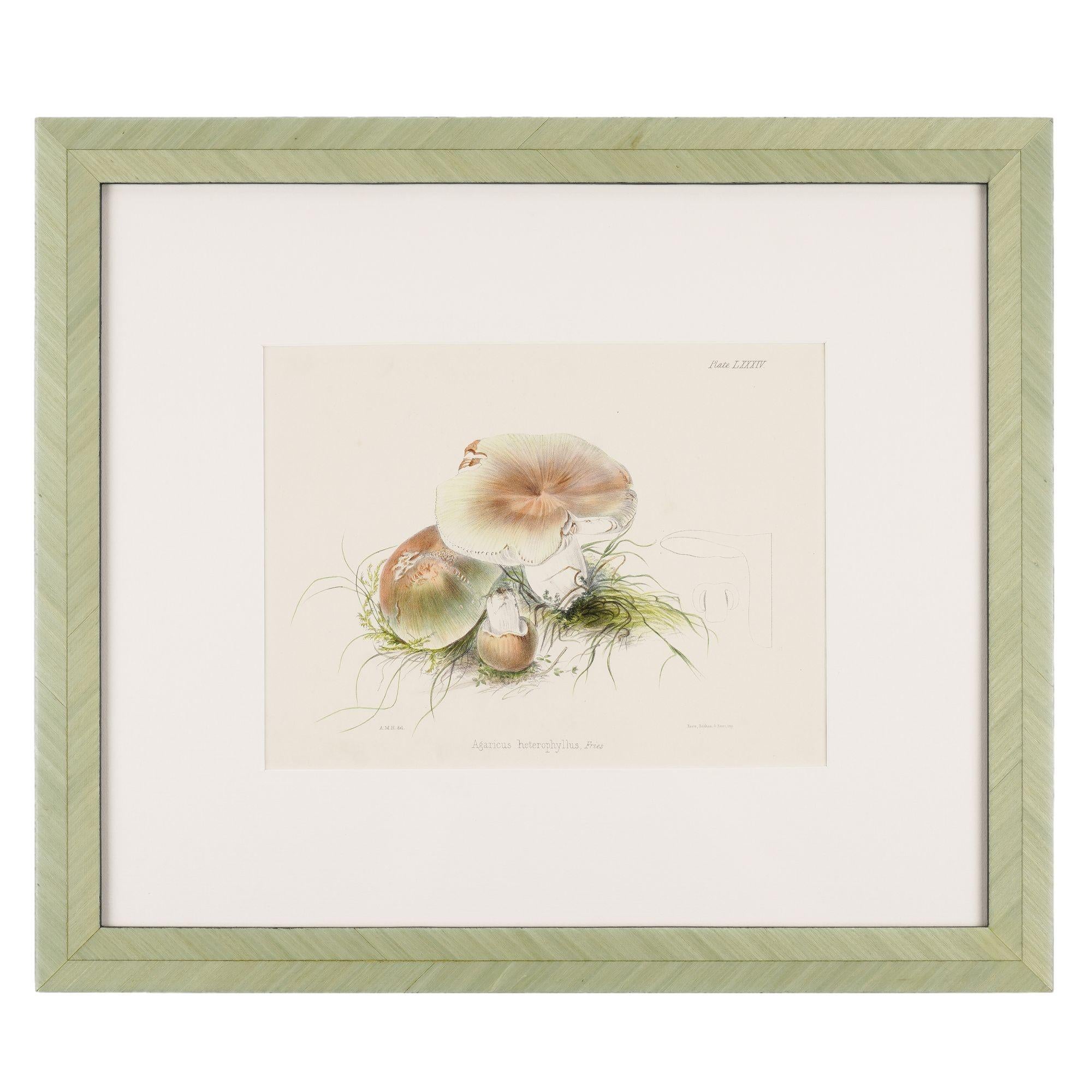 Pair of colored prints of mushrooms by Anna Maria Hussey, 1847 For Sale 4