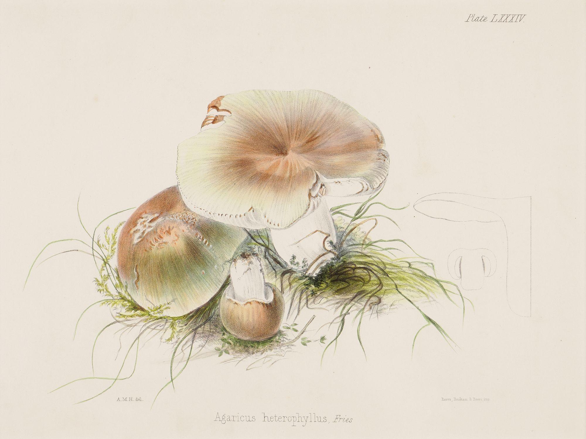 Pair of colored prints of mushrooms by Anna Maria Hussey, 1847 For Sale 5