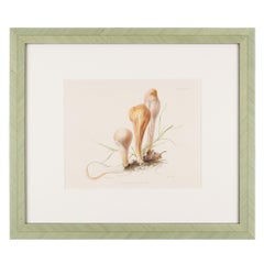 Pair of colored lithographs of mushrooms by Anna Maria Hussey, 1847, Framed