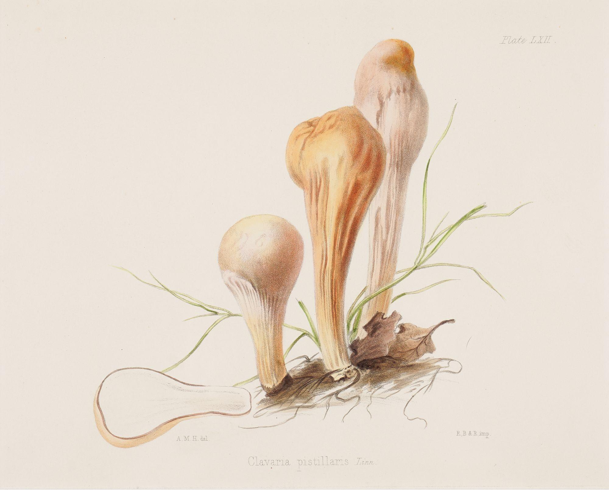 British Pair of colored prints of mushrooms by Anna Maria Hussey, 1847 For Sale