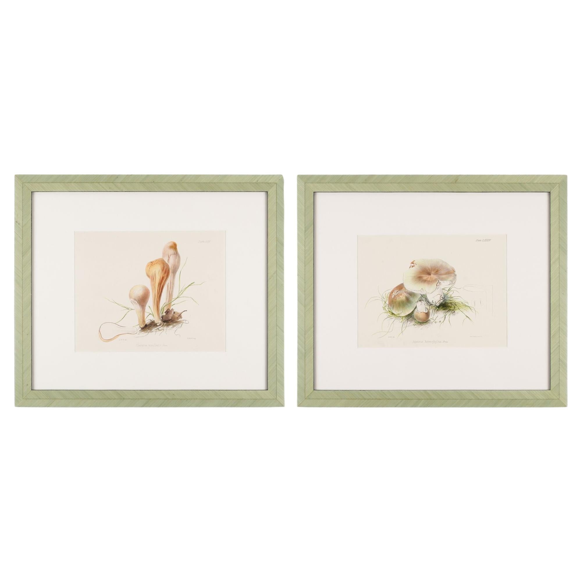 Pair of colored prints of mushrooms by Anna Maria Hussey, 1847 For Sale