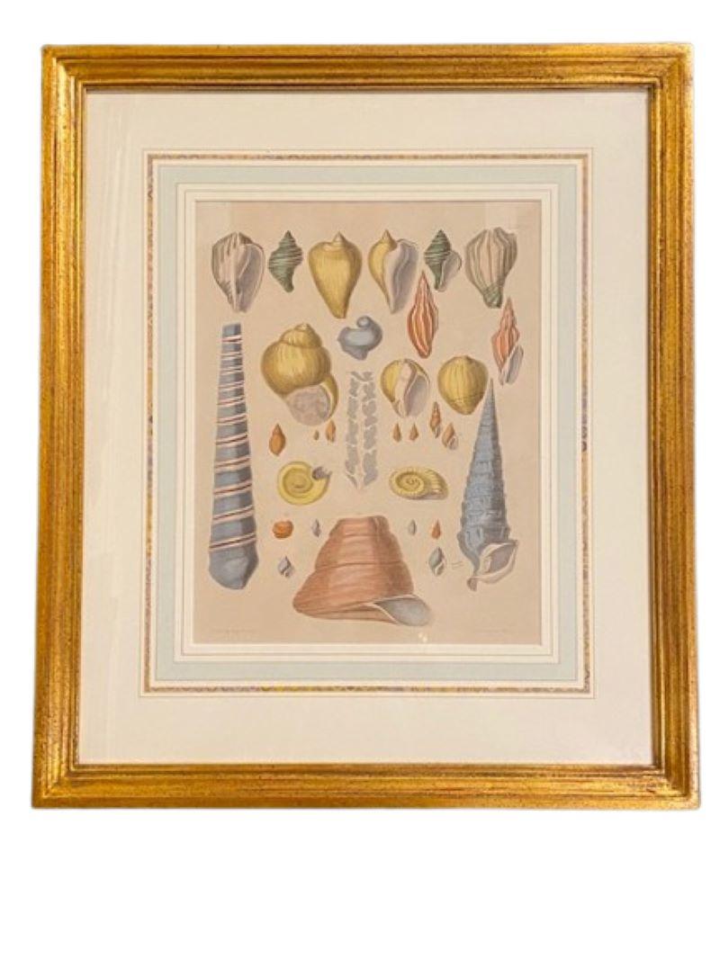 Antique Pair of Colored Sea Shell Prints, engraved by J. Miller, circa 1889, naturalist illustrations by Captain Brown for the Conchology of Great Britain and Ireland first published in the 1820s, showing a nice variety of whelks, arcas and a