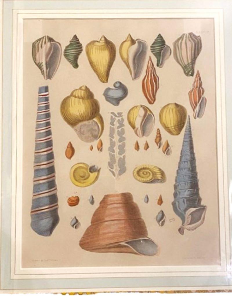 Other Pair of Colored Sea Shell Prints, circa 1889 For Sale
