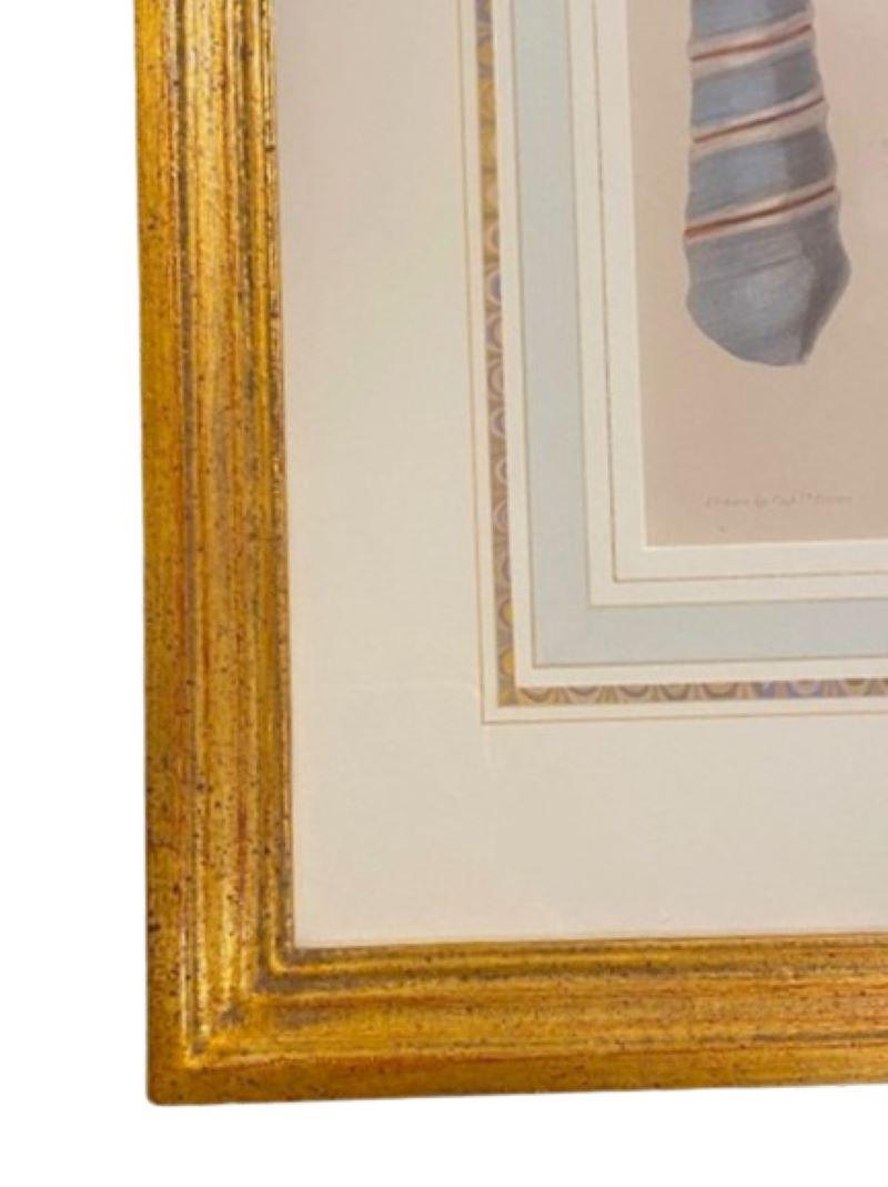 English Pair of Colored Sea Shell Prints, circa 1889 For Sale