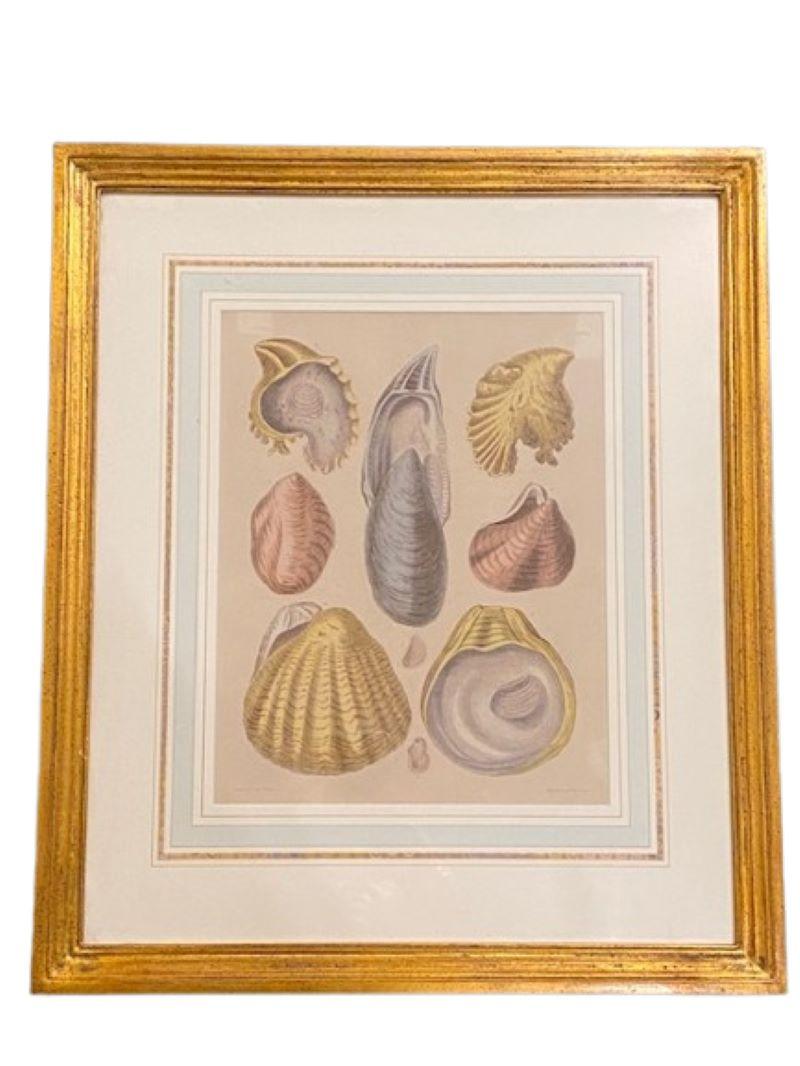 Other Pair of Colored Sea Shell Prints, circa 1889 For Sale