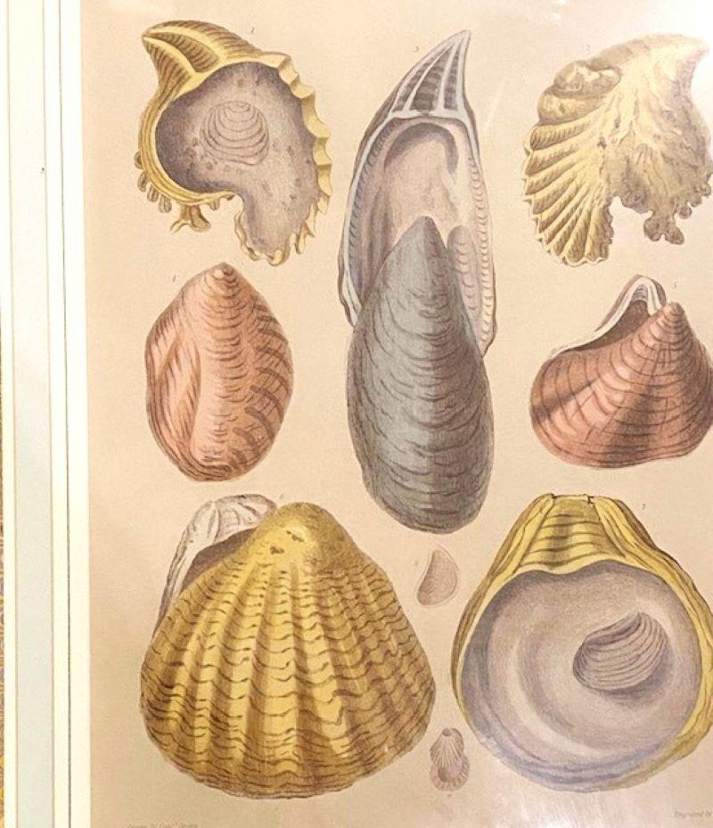 Pair of Colored Sea Shell Prints, circa 1889 In Good Condition For Sale In Nantucket, MA