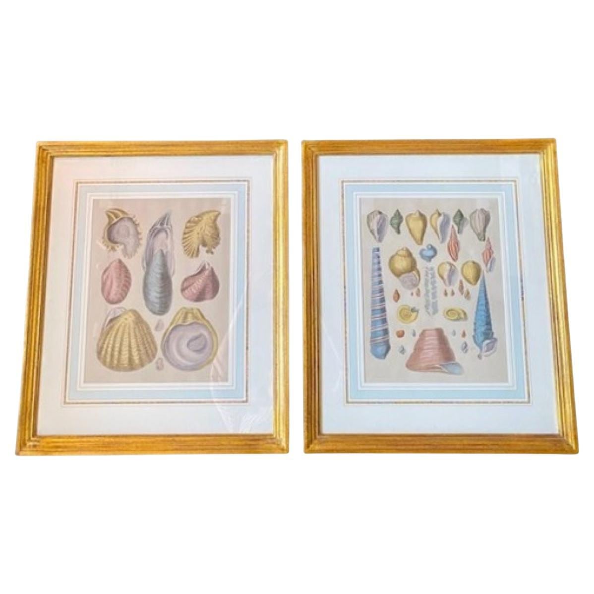 Pair of Colored Sea Shell Prints, circa 1889 For Sale