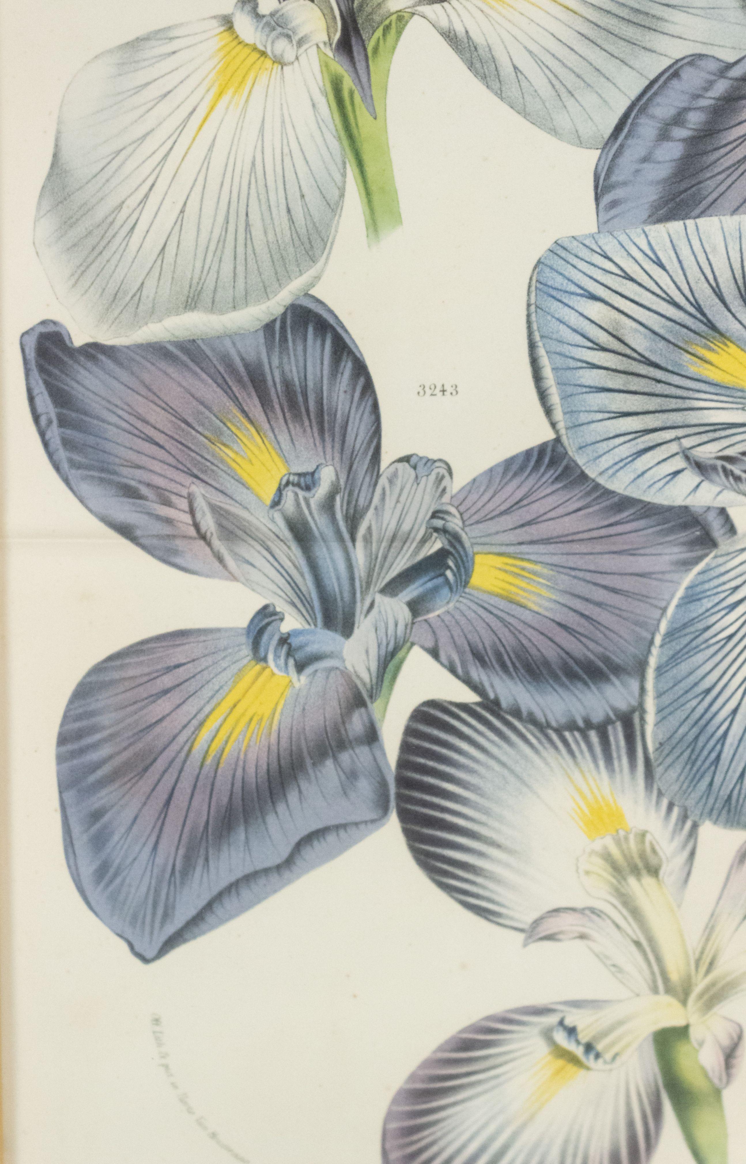 Pair of Continental Belgian Iris Lithographs In Good Condition For Sale In New York, NY