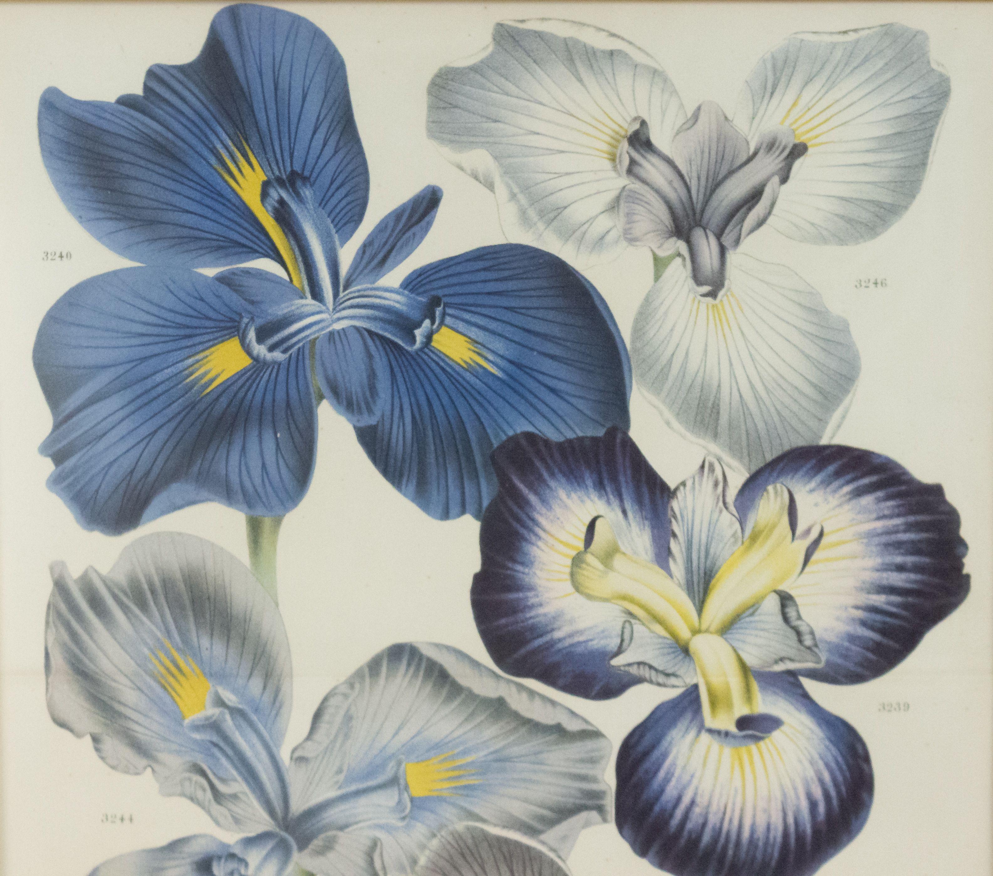 Gold Pair of Continental Belgian Iris Lithographs For Sale