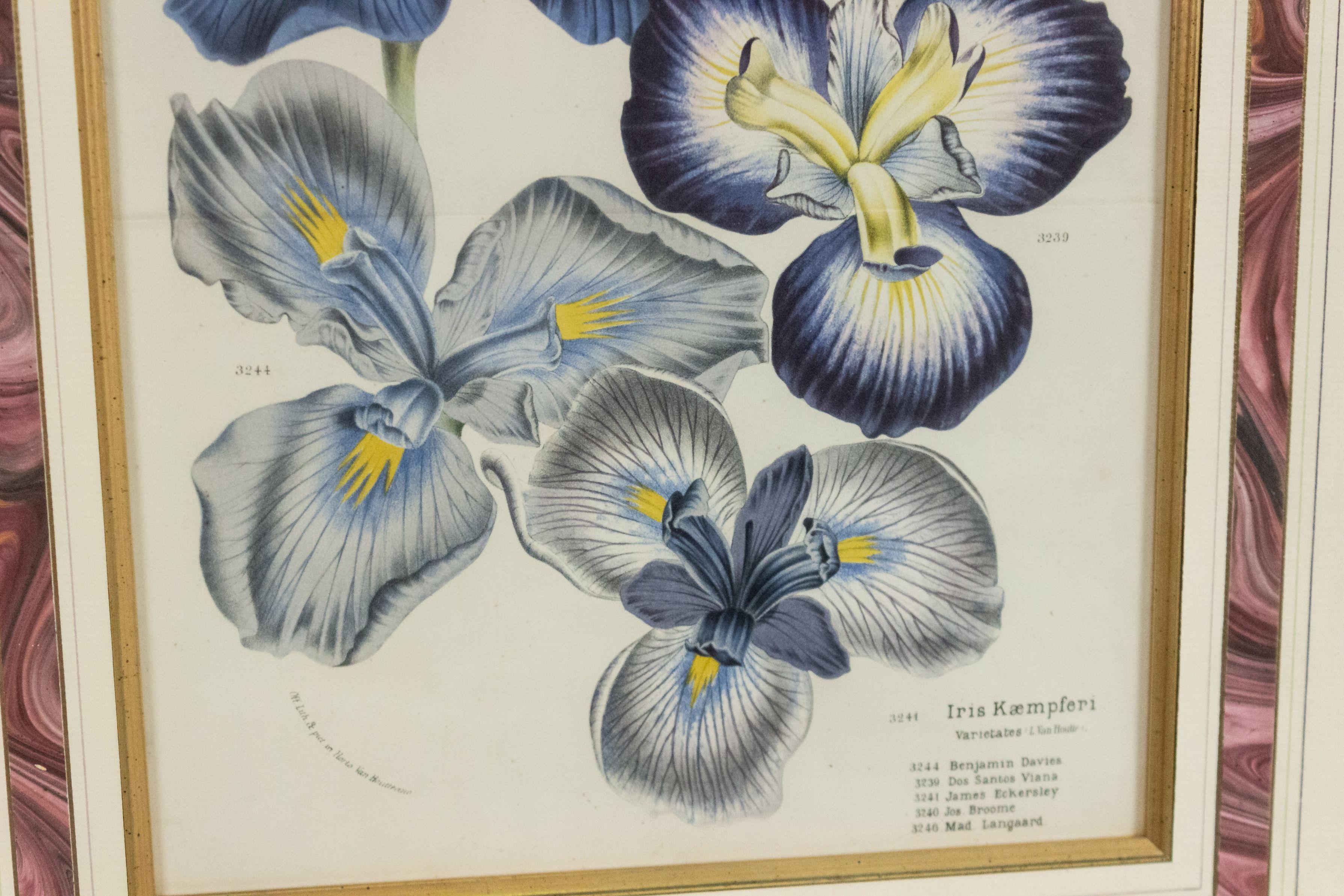 Pair of Continental Belgian Iris Lithographs For Sale 1