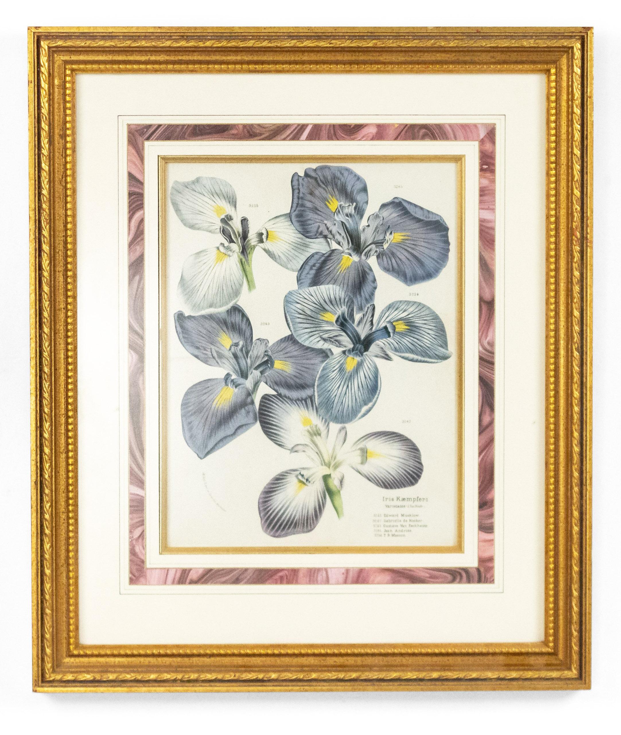 Pair of Continental Belgian Iris Lithographs For Sale 2