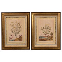 Pair of Copper Plate Botanical Engravings by Abraham Munter, 1696-1702