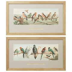 Pair of Cricket Prints, Harry Bright, an English Team and an Australian Eleven