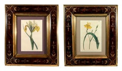 Pair of Curtis’s Botanical Magazine Hand-Coloured Engravings, Early 19th Century