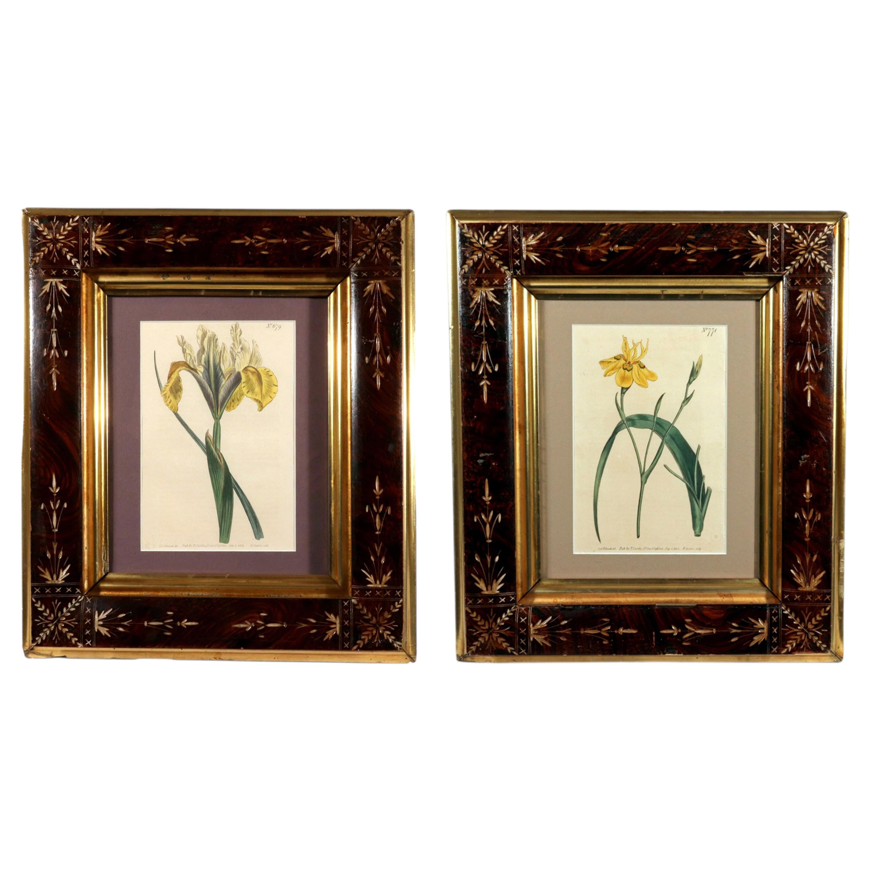 Pair of Curtis’s Botanical Magazine Hand-Coloured Engravings, Early 19th Century For Sale