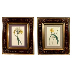 Pair of Curtis’s Botanical Magazine Hand-Coloured Engravings, Early 19th Century