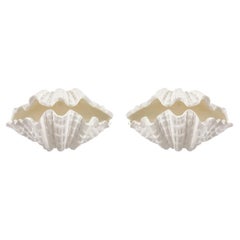 Pair of Custom Coquillage Plaster Sconces