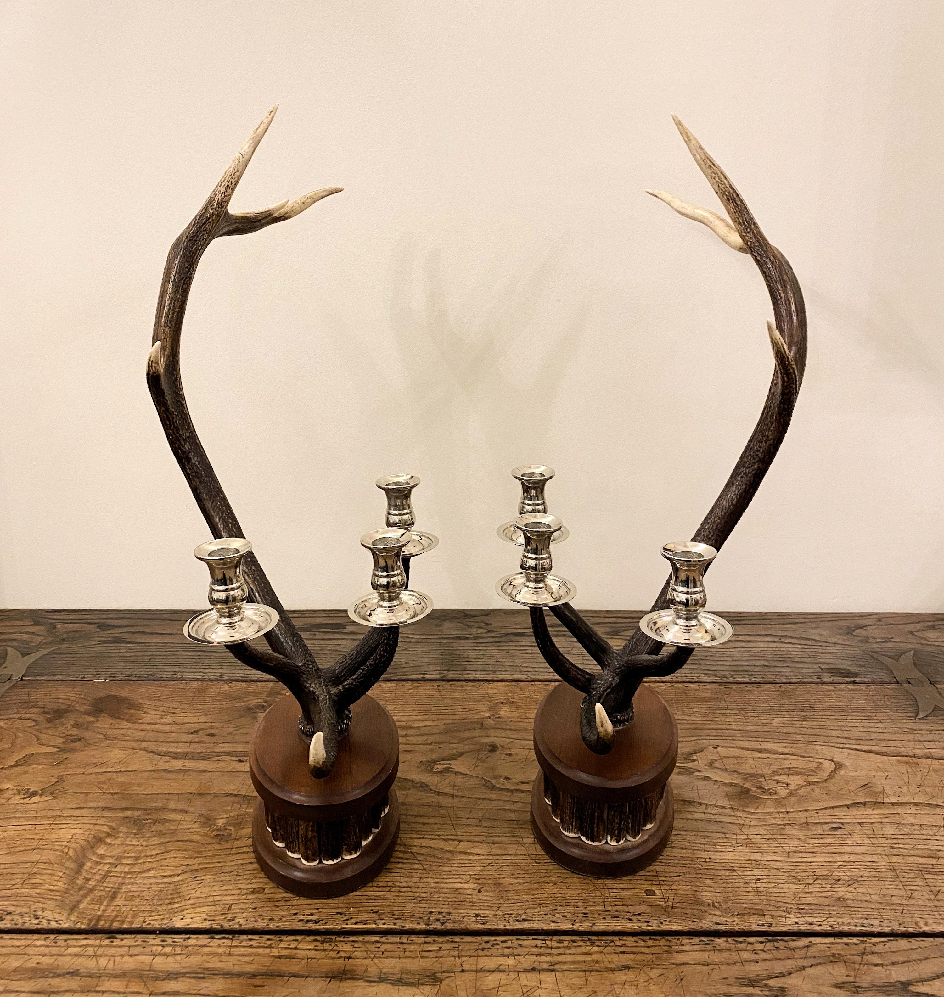 These lovely and unique candlesticks, from red deer antler horn in Scotland is individually crafted and hand made. Each candlestick has 3 nickel plated candle cups and measures approximately 25 in – 63.5 cm wide, 11 ½ in – 29.3 cm deep and 27 in –