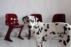 Pair of Dark Red Wine Kangaroo Chairs Designed by Ernst Moeckl, Germany, 1968