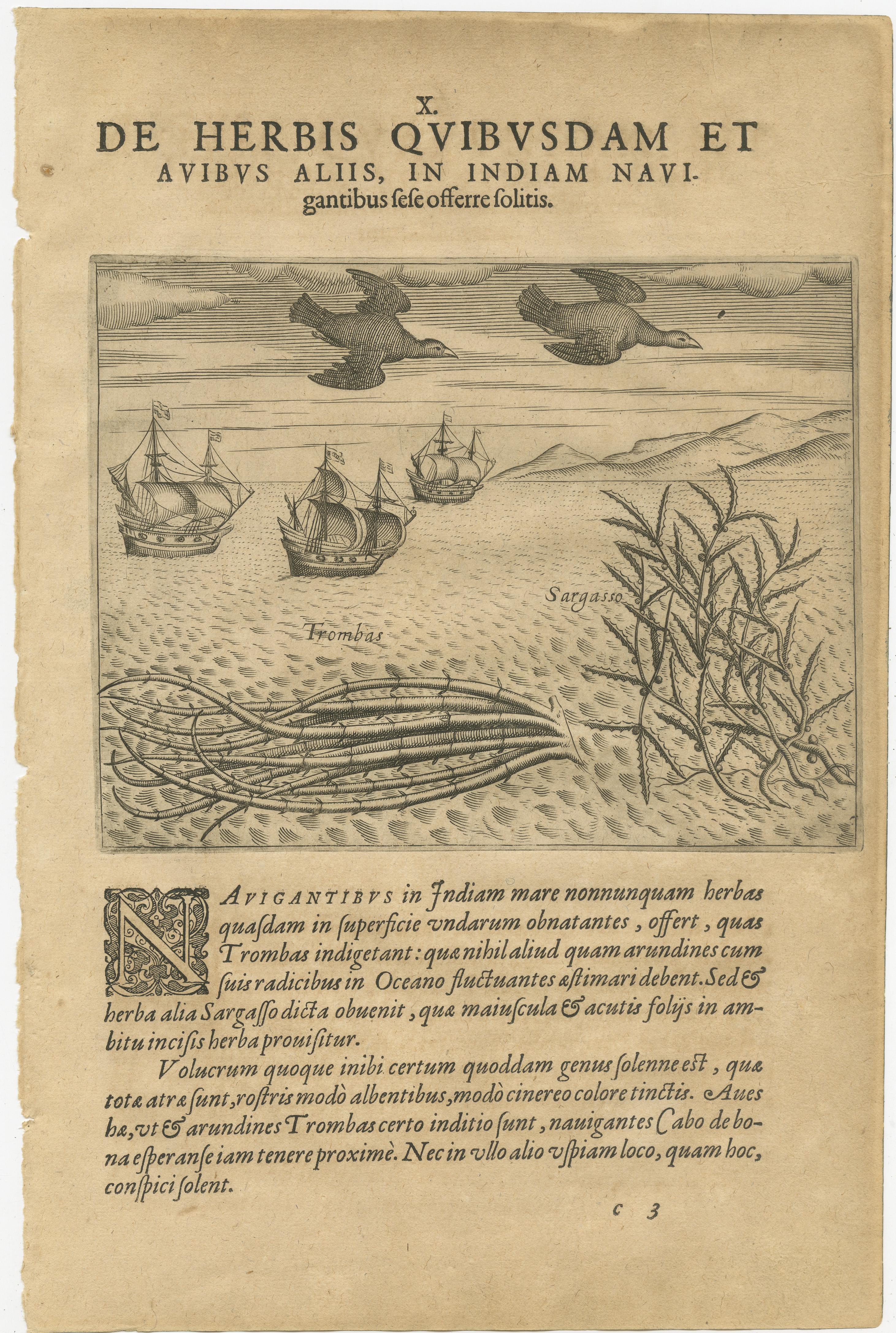 Dutch Pair of De Bry Engravings of Birds, Fish & Sea Plants en Route to India, c.1598 For Sale