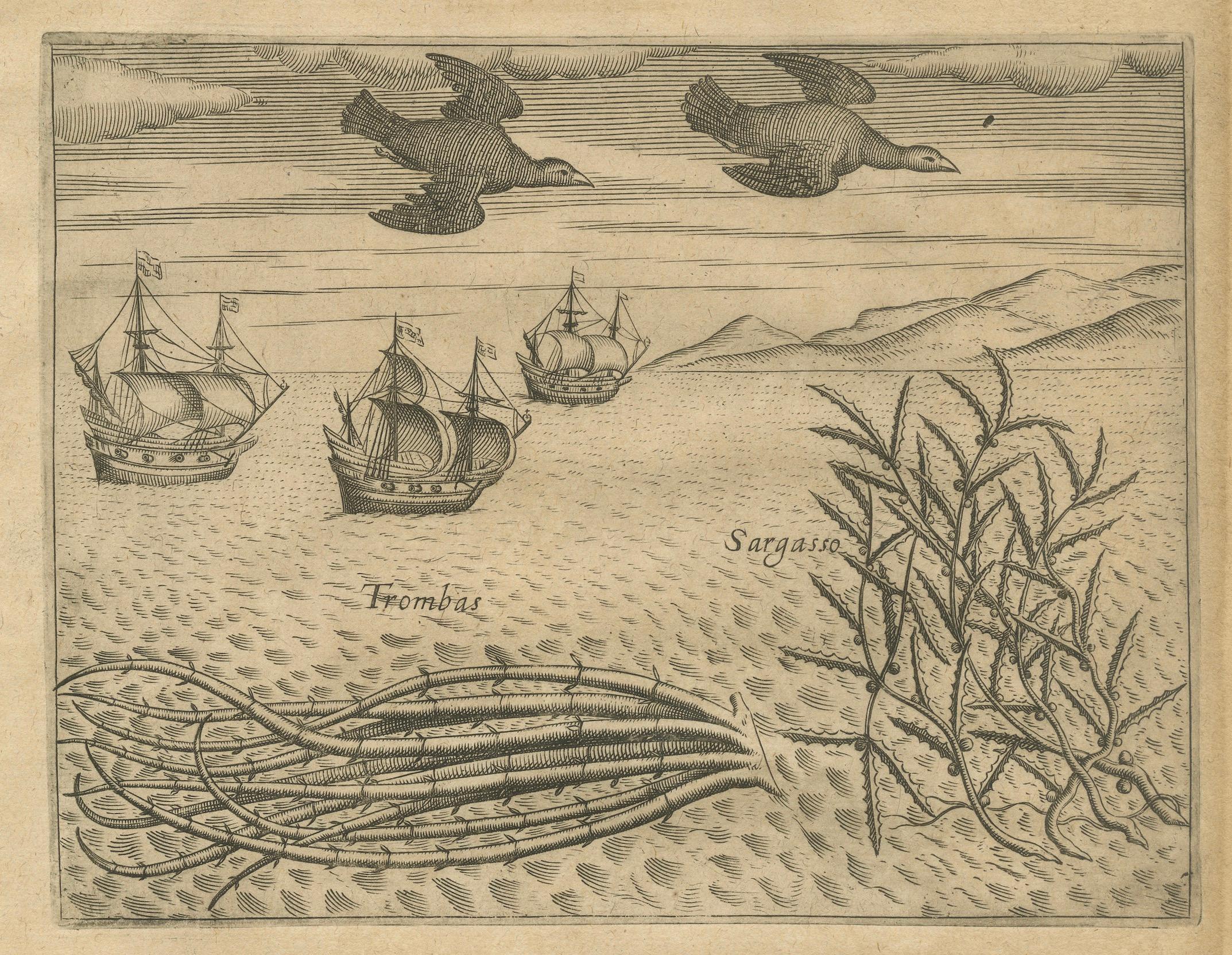 Engraved Pair of De Bry Engravings of Birds, Fish & Sea Plants en Route to India, c.1598 For Sale