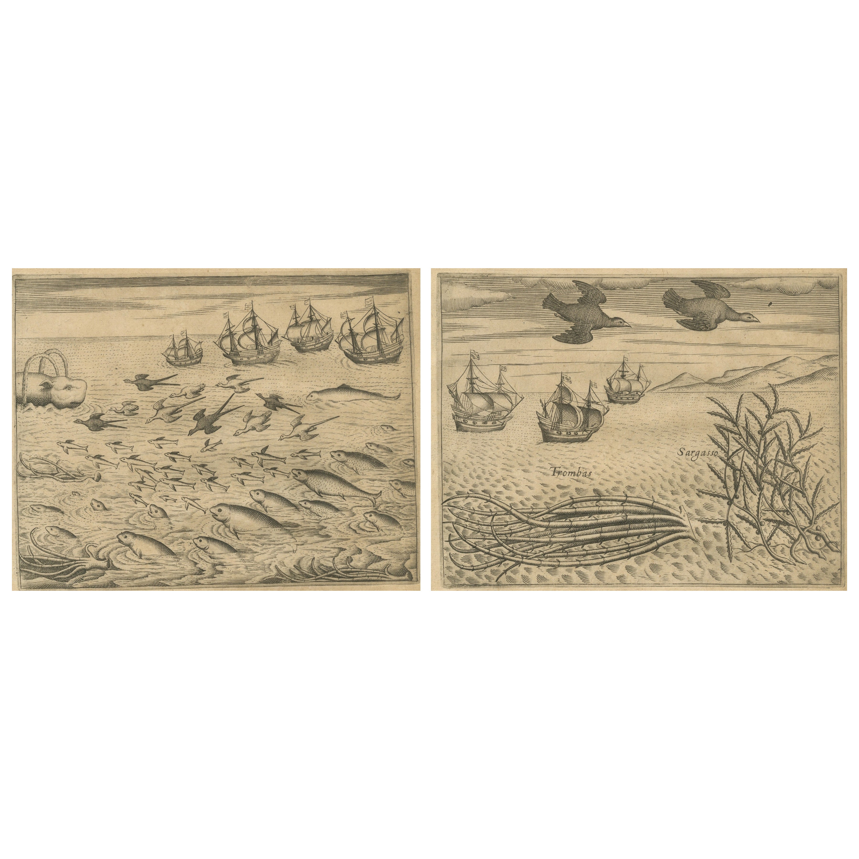 Pair of De Bry Engravings of Birds, Fish & Sea Plants en Route to India, c.1598