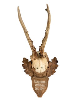 Pair of Deer Antler Trophy on Wooden Plaque, Austria 1940s and Earlier