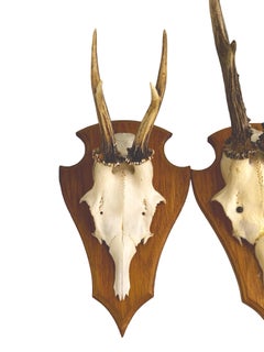 Pair of Deer Antler Trophy on Wooden Plaque, Germany 1970s