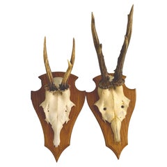 Pair of Deer Antler Trophy on Wooden Plaque, Germany 1970s Pair of Deer Antler Trophy on Wooden Plaque, Germany 1970s