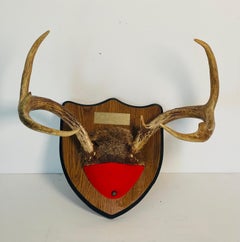 Pair of Deer Antlers Trophy On a Wood Board