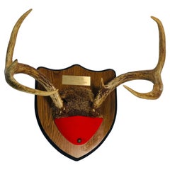 Pair of Deer Antlers Trophy On a Wood Board