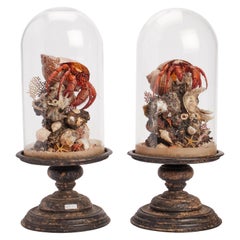 Pair of Diorama with Hermit Crab, Italy, 1870