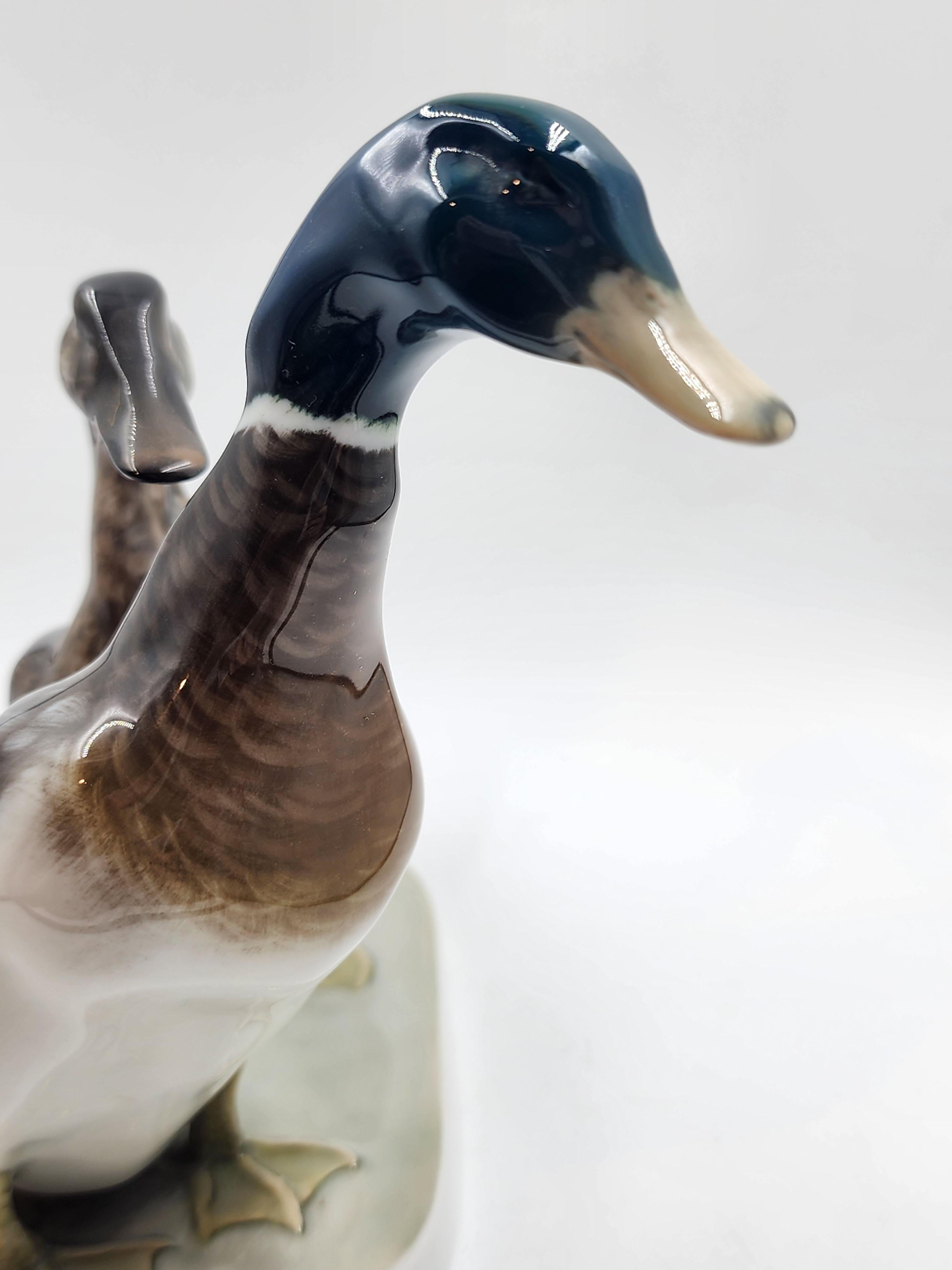 fotos de venta los patos