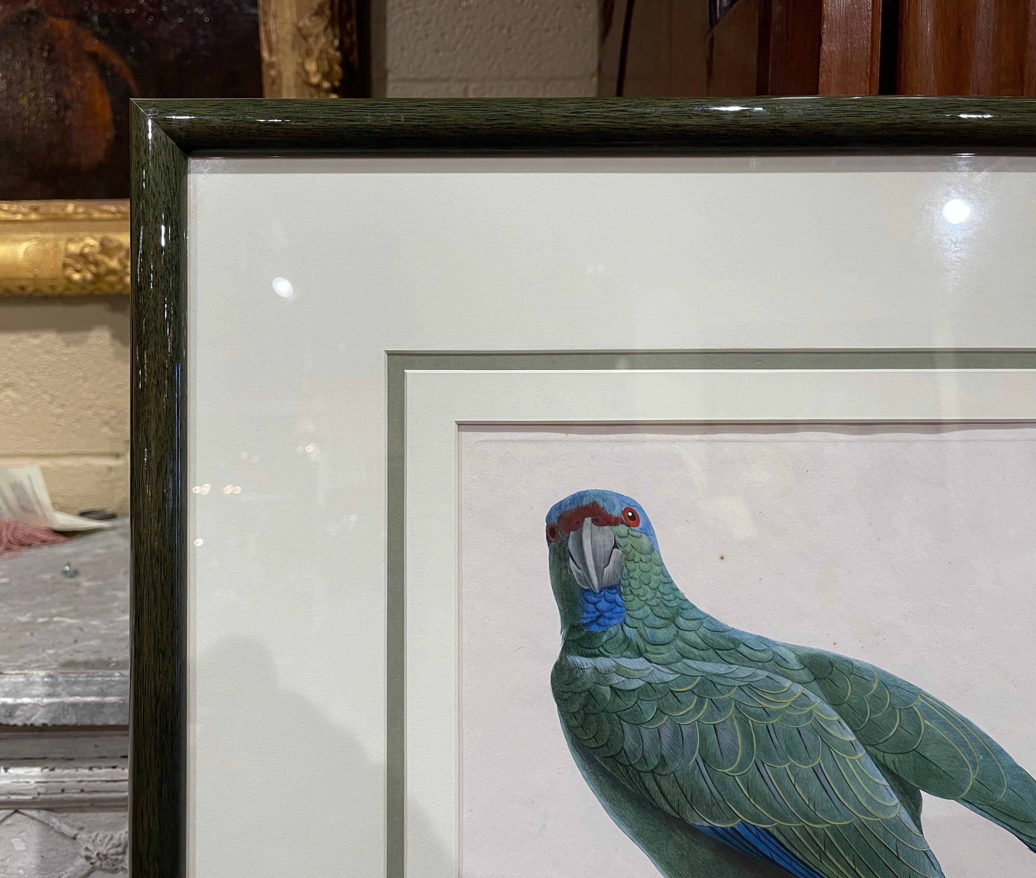 Pair of Early 19th Century French Hand Colored Parrot Engravings by J. Barraband 4