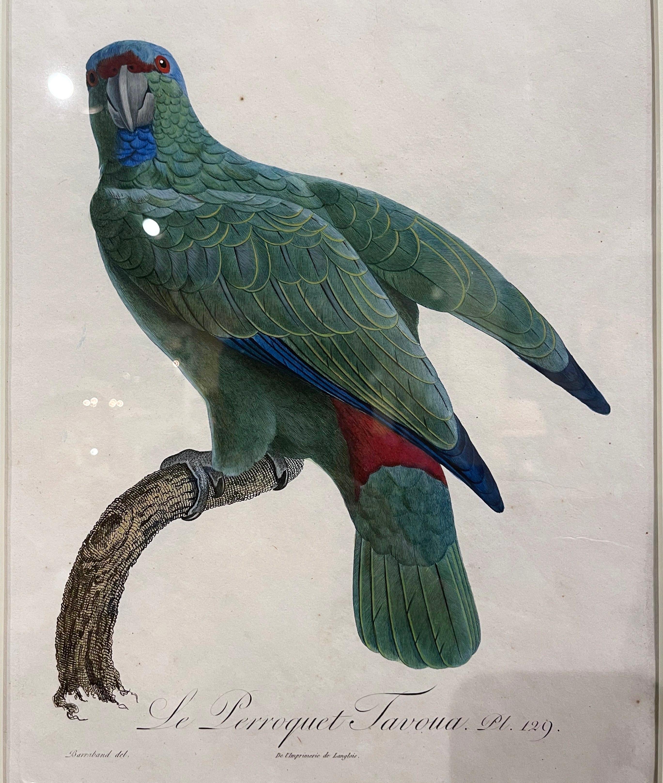 Etched Pair of Early 19th Century French Hand Colored Parrot Engravings by J. Barraband