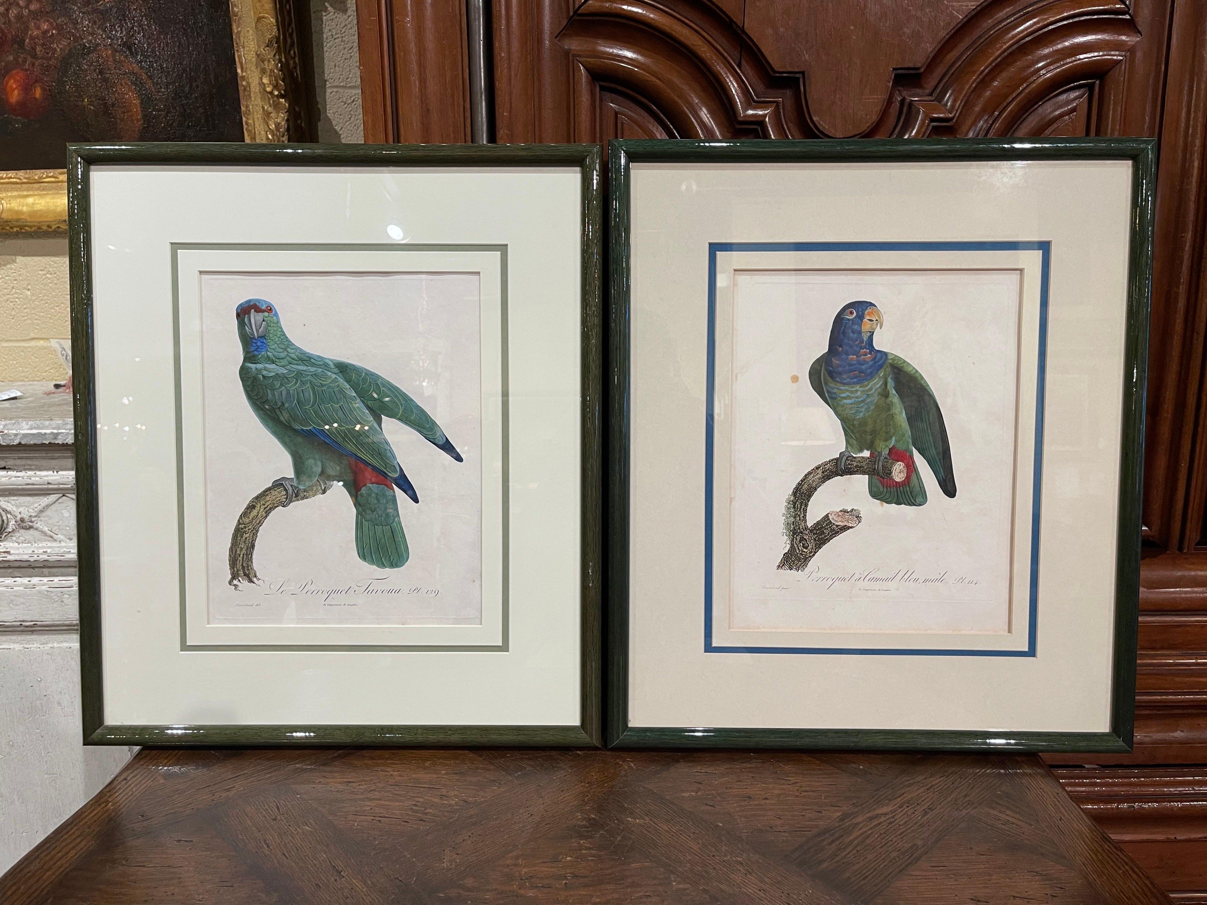 Glass Pair of Early 19th Century French Hand Colored Parrot Engravings by J. Barraband