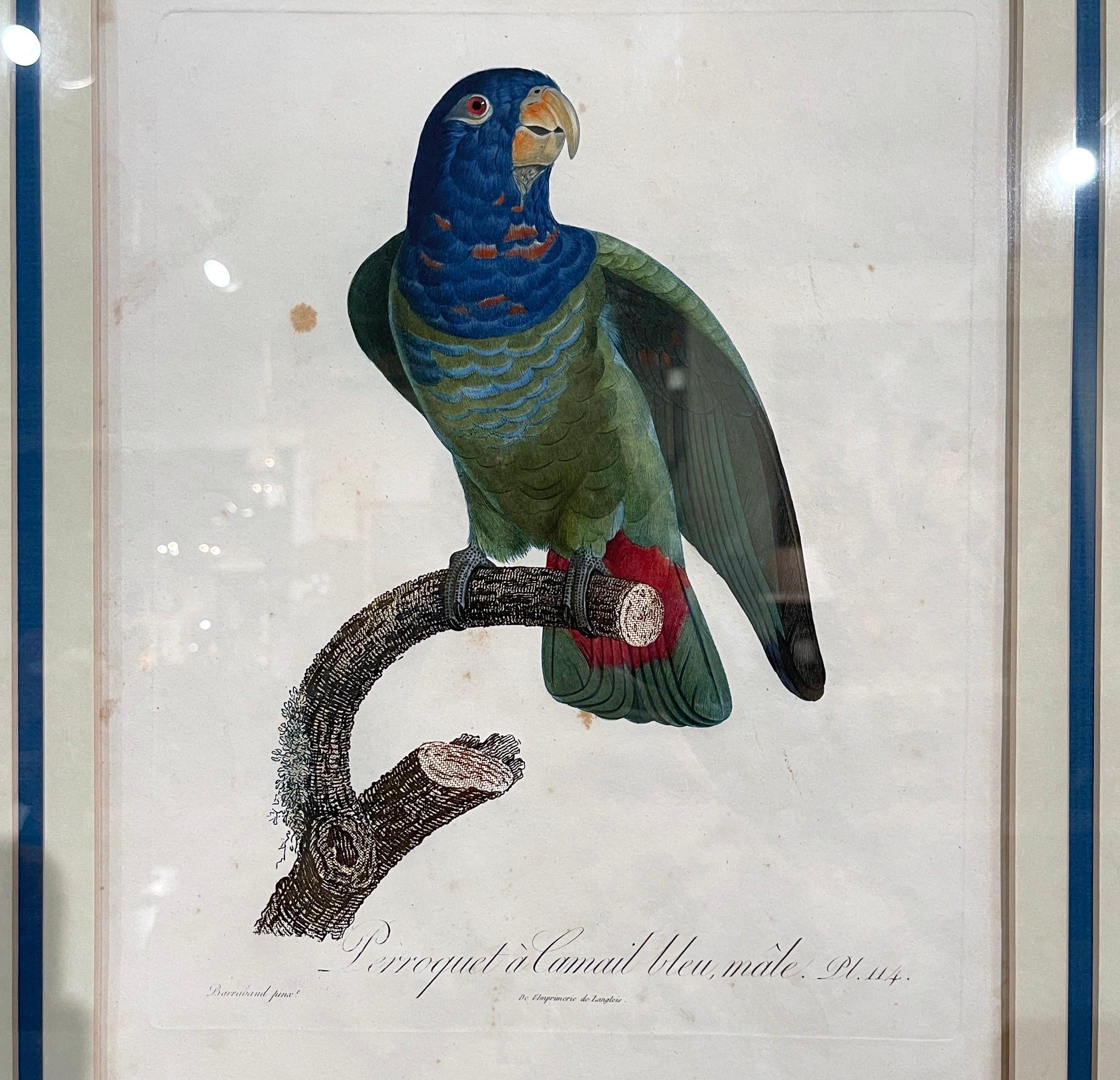 Pair of Early 19th Century French Hand Colored Parrot Engravings by J. Barraband 2