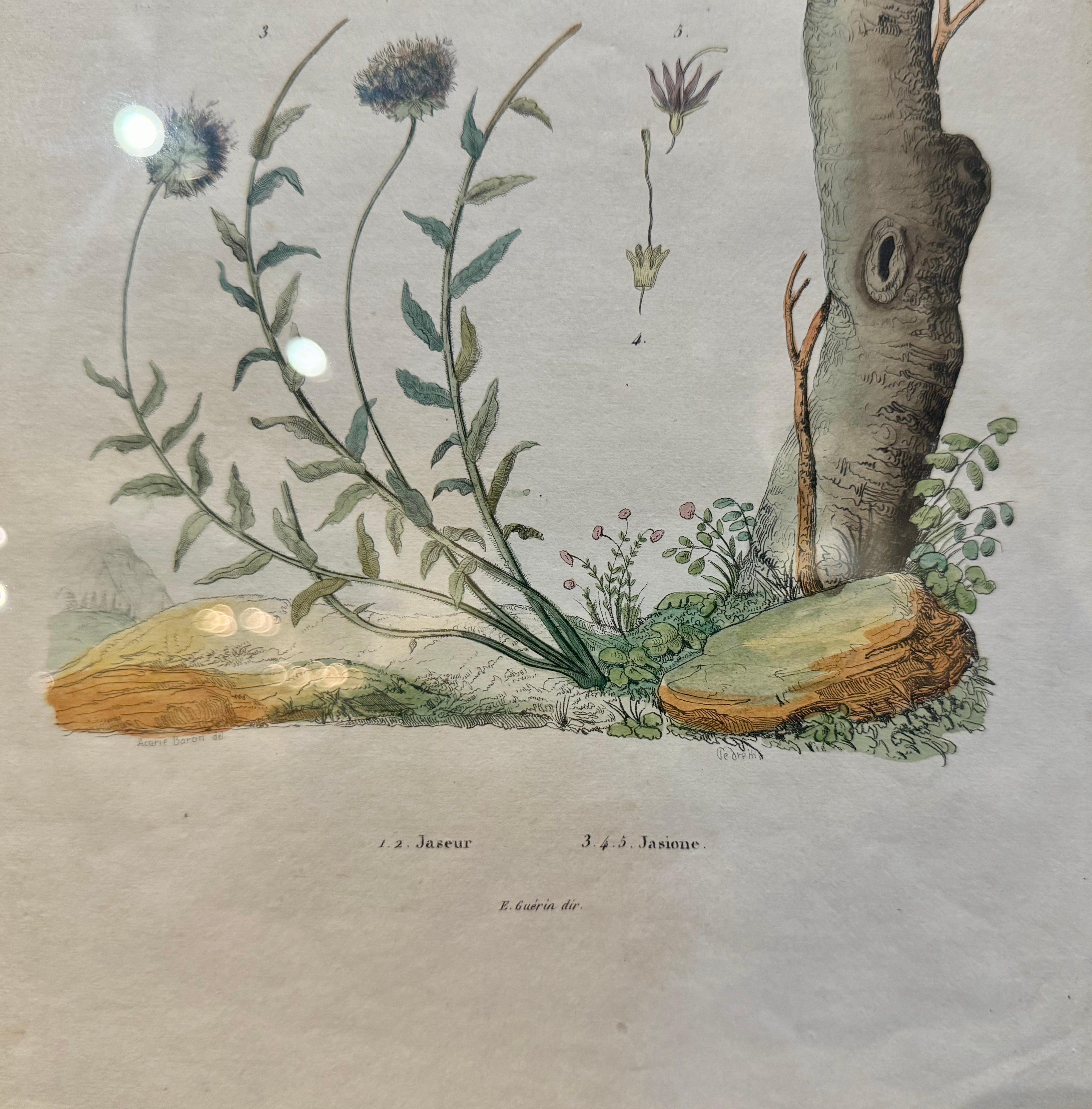 Pair of Early 20th Century French Hand-Colored Bird Framed Prints by E. Guerin For Sale 5