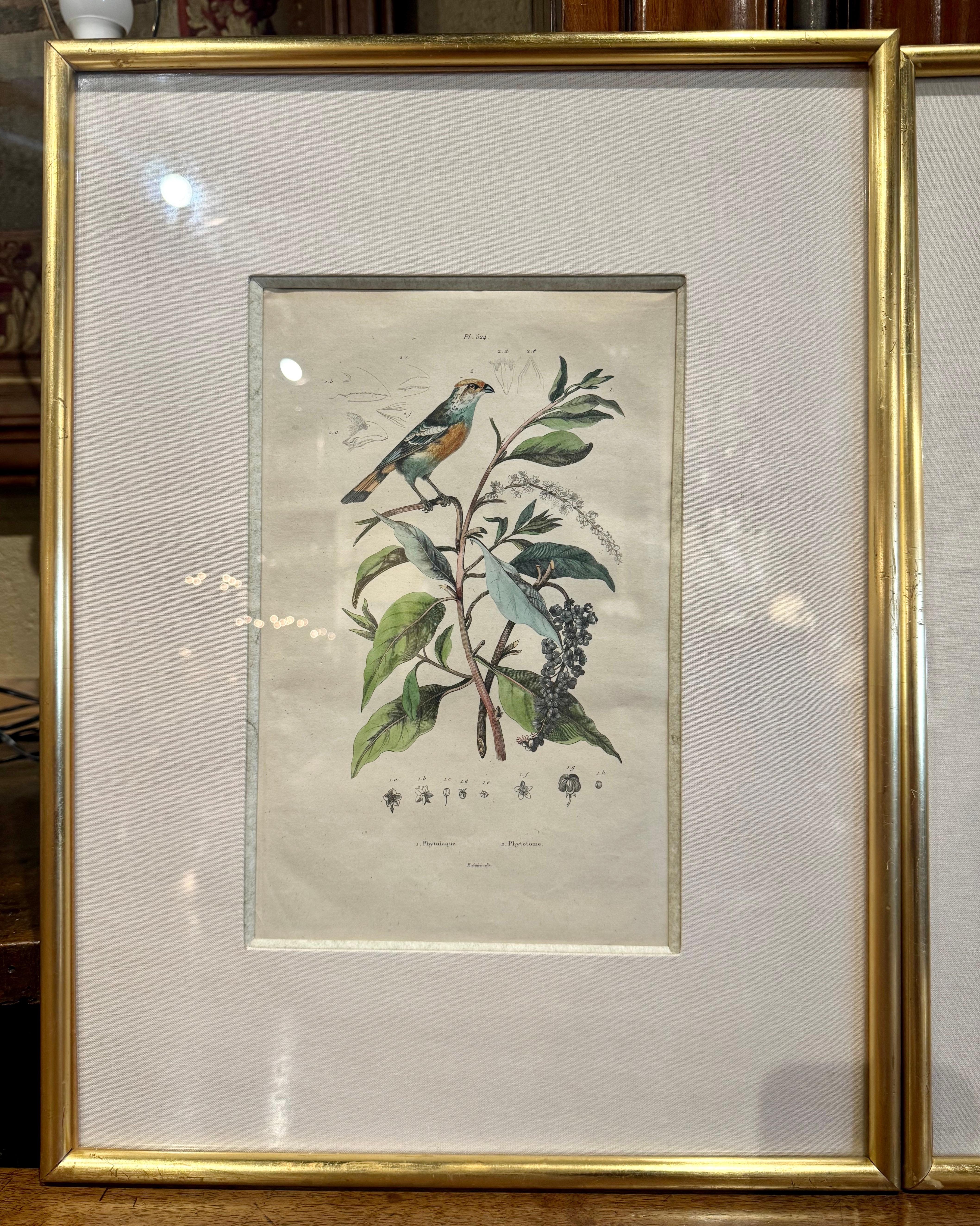 Hand-Painted Pair of Early 20th Century French Hand-Colored Bird Framed Prints by E. Guerin For Sale