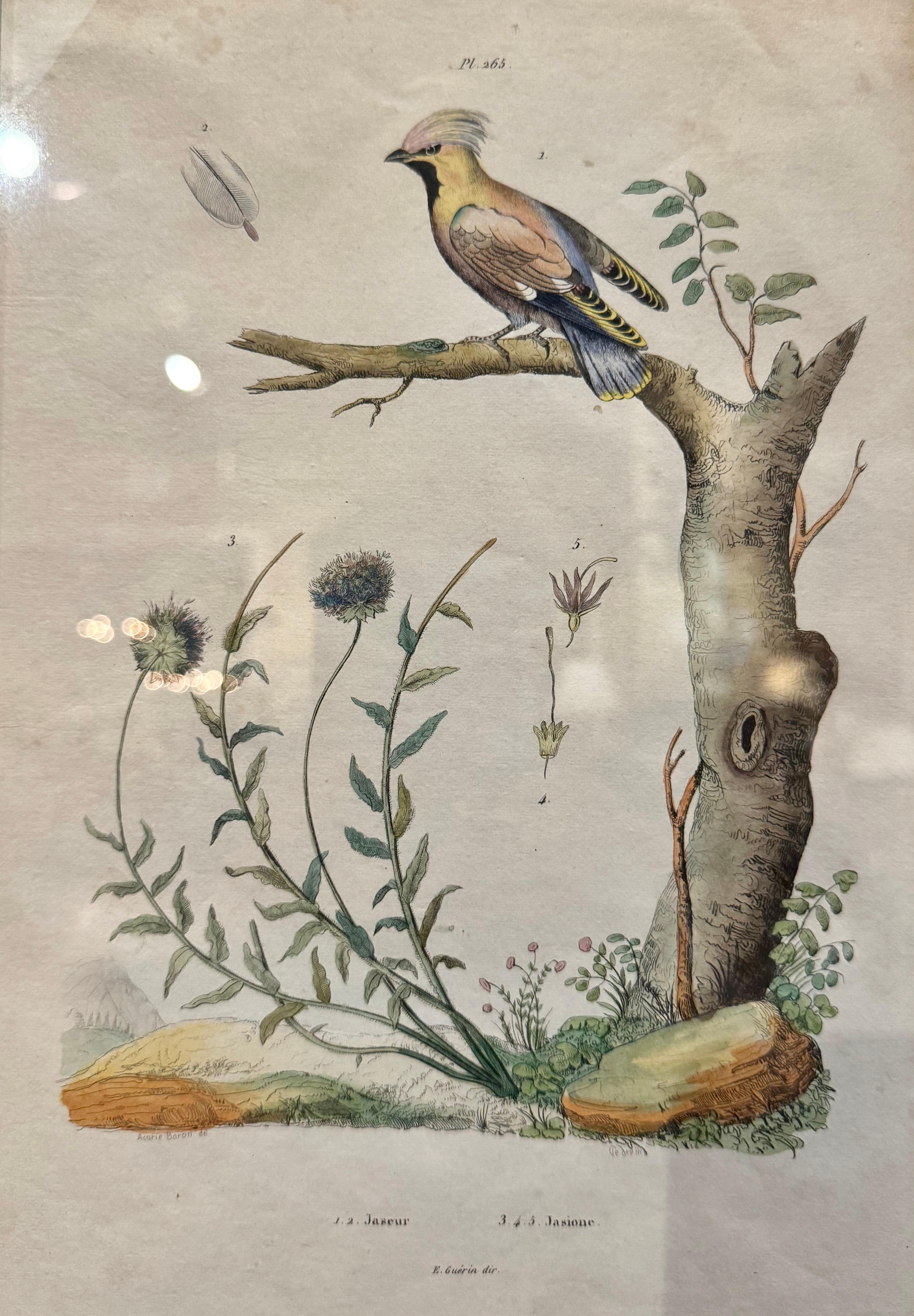 Pair of Early 20th Century French Hand-Colored Bird Framed Prints by E. Guerin For Sale 1