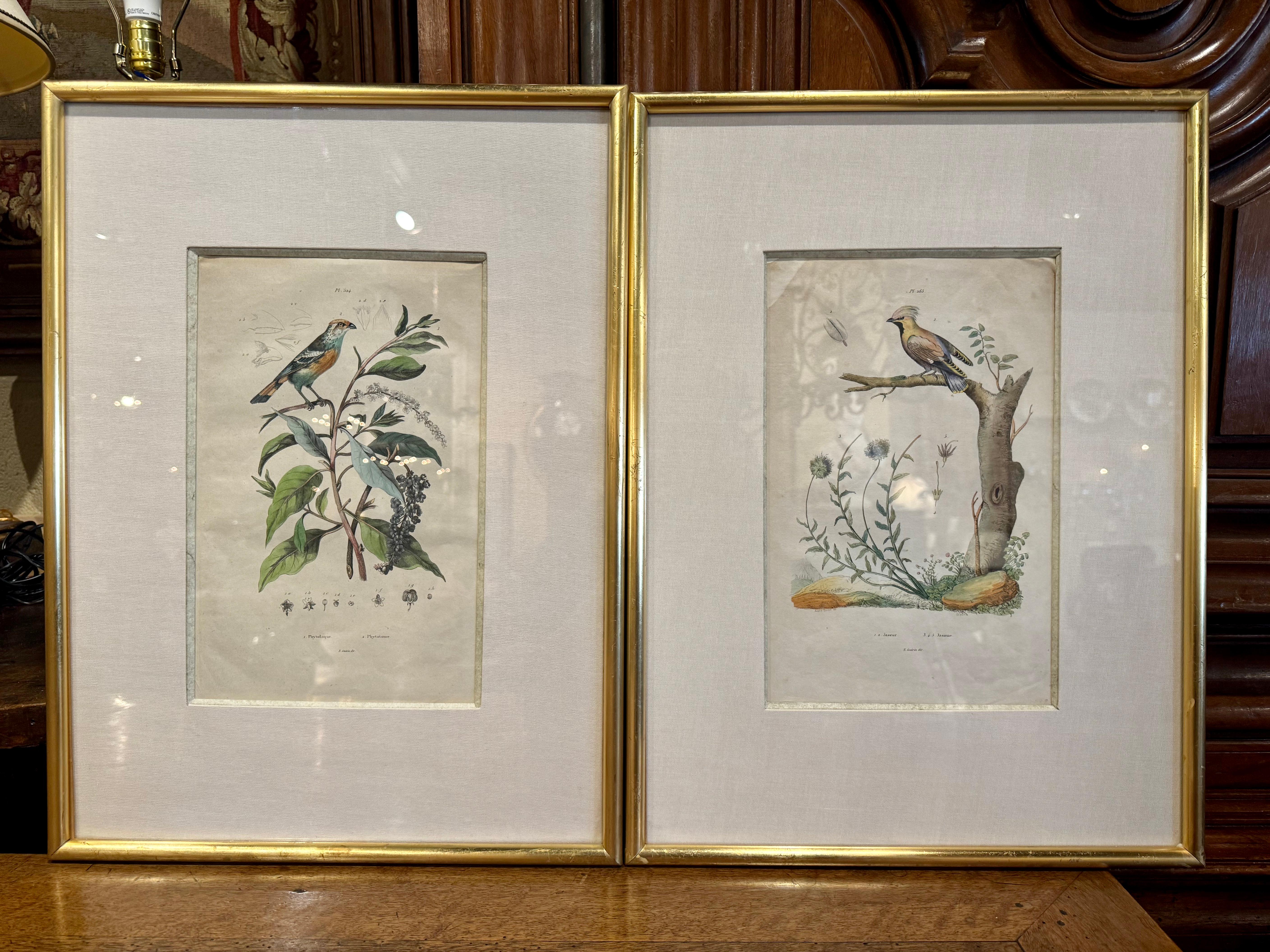 Pair of Early 20th Century French Hand-Colored Bird Framed Prints by E. Guerin For Sale 2