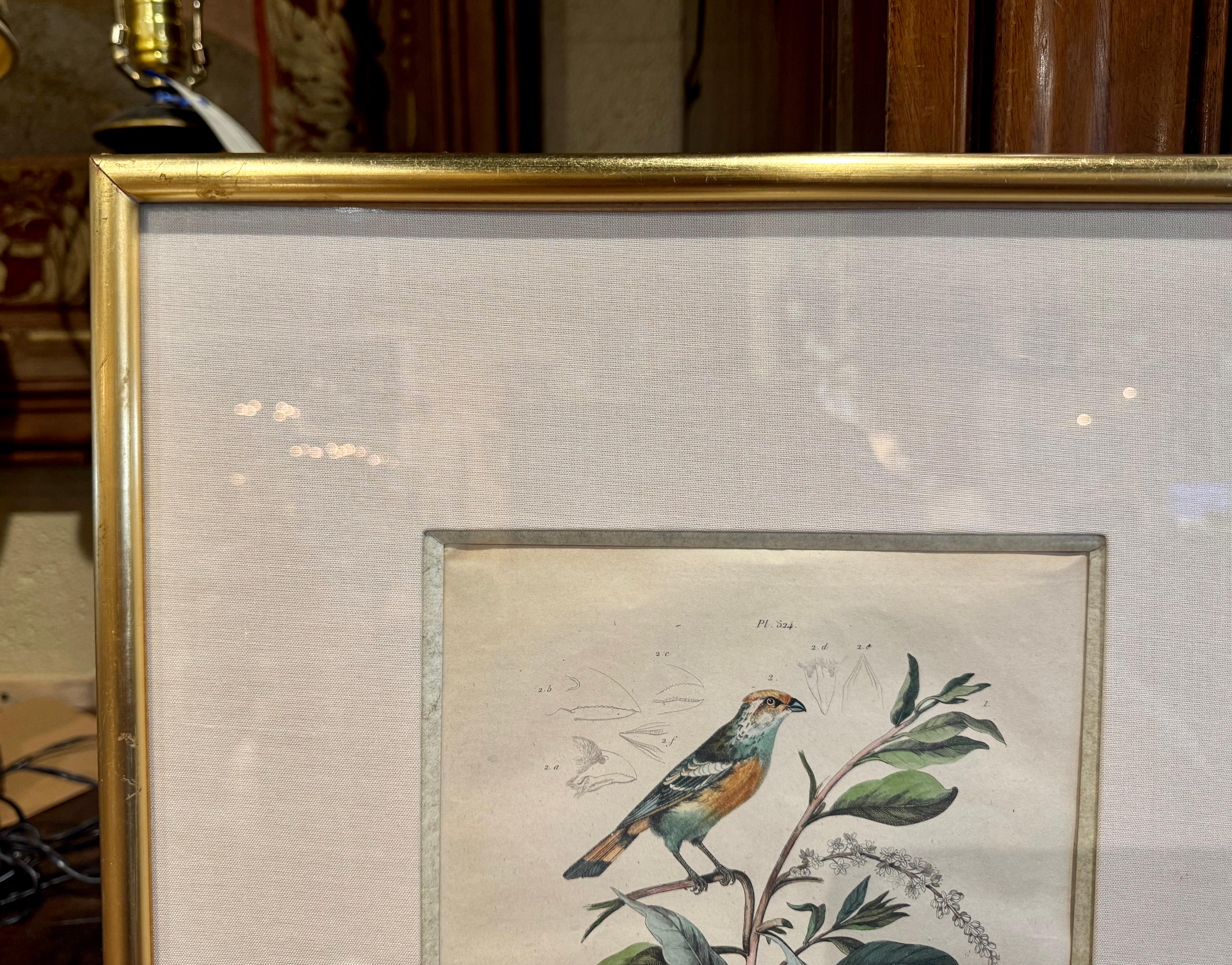 Pair of Early 20th Century French Hand-Colored Bird Framed Prints by E. Guerin For Sale 3