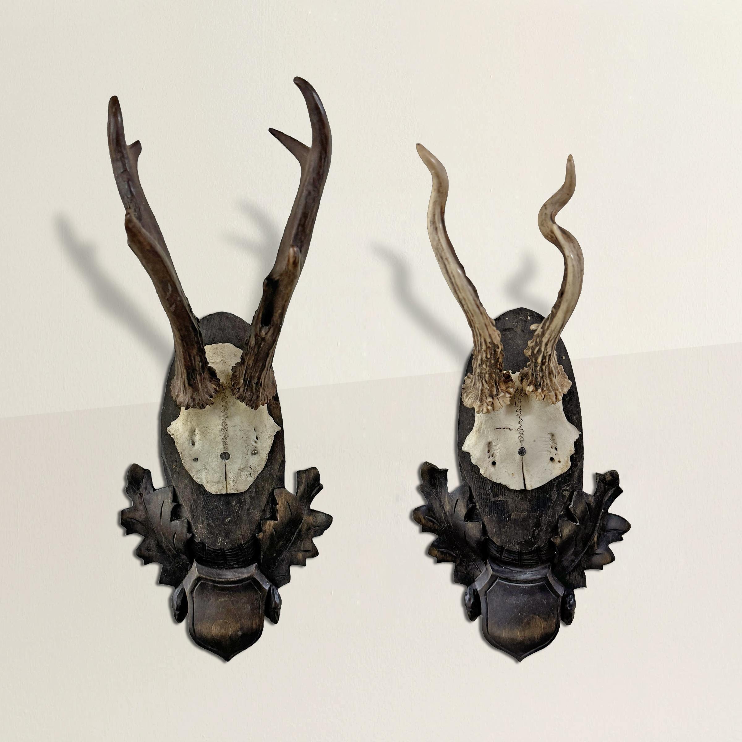These early 20th century German Roe Deer mounts, originating from a prestigious hunting lodge, exude the grandeur and tradition of the sport. Mounted on intricately carved wood plaques adorned with oak leaves and shields, they serve as both trophies