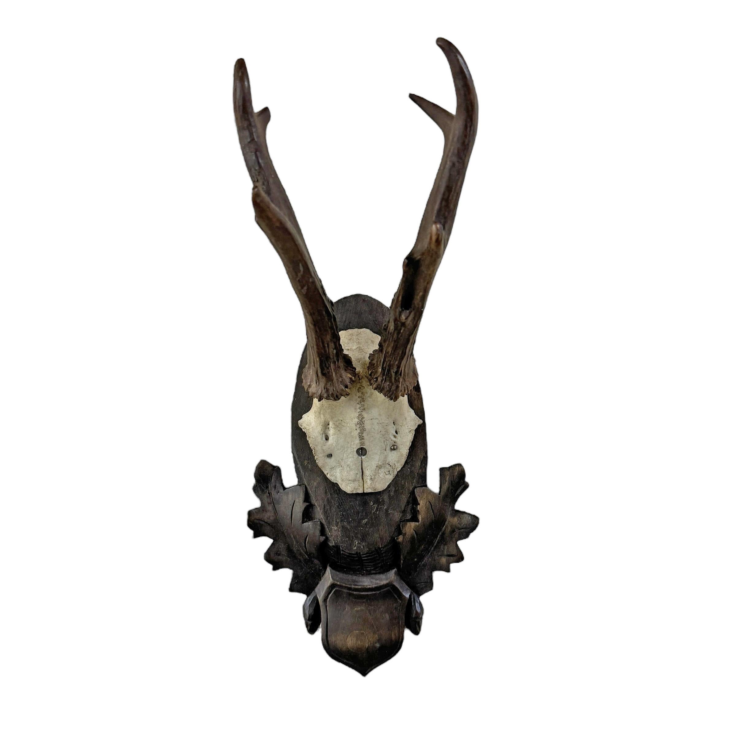 Rustic Pair of Early 20th Century German Roe Deer Mounts For Sale