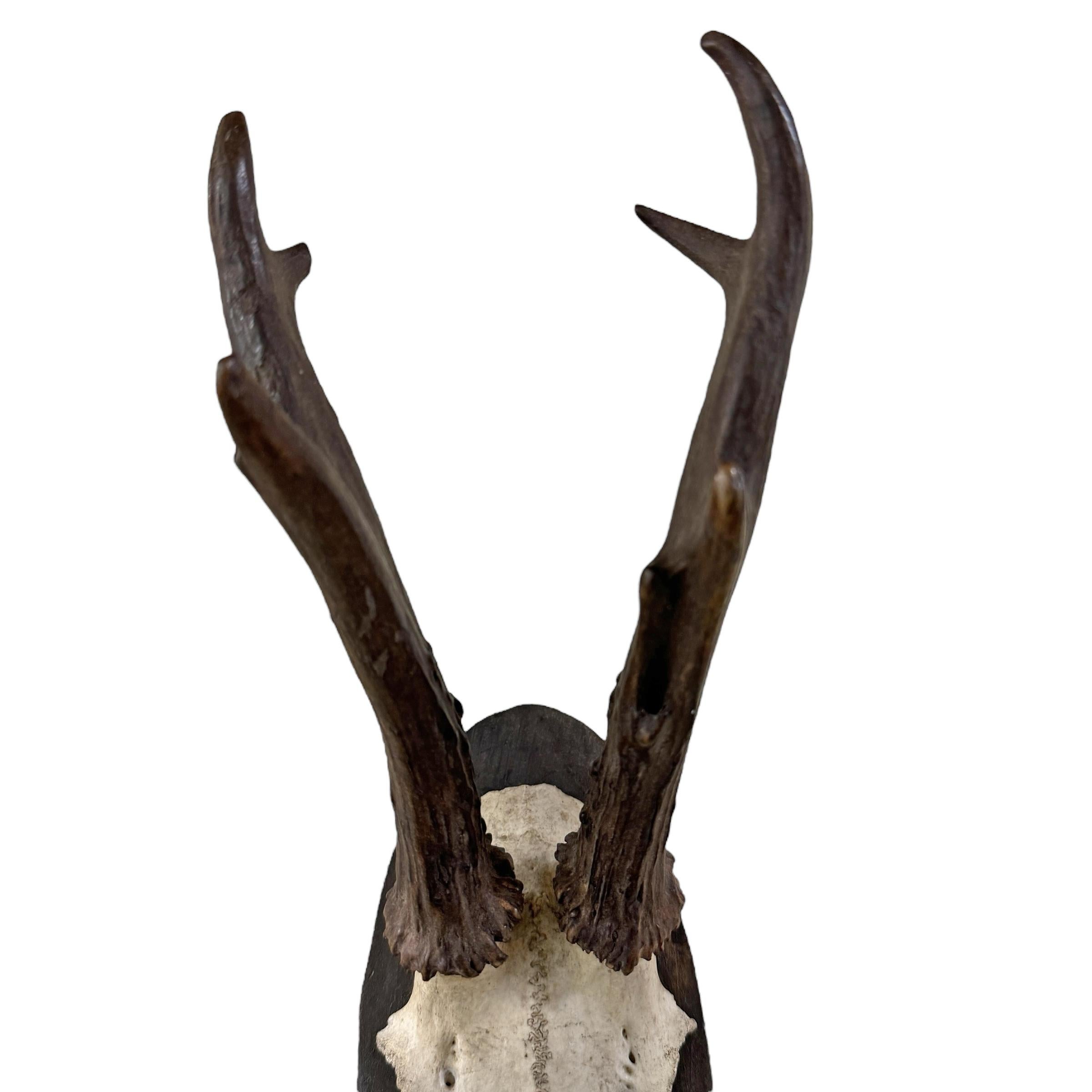 Wood Pair of Early 20th Century German Roe Deer Mounts For Sale