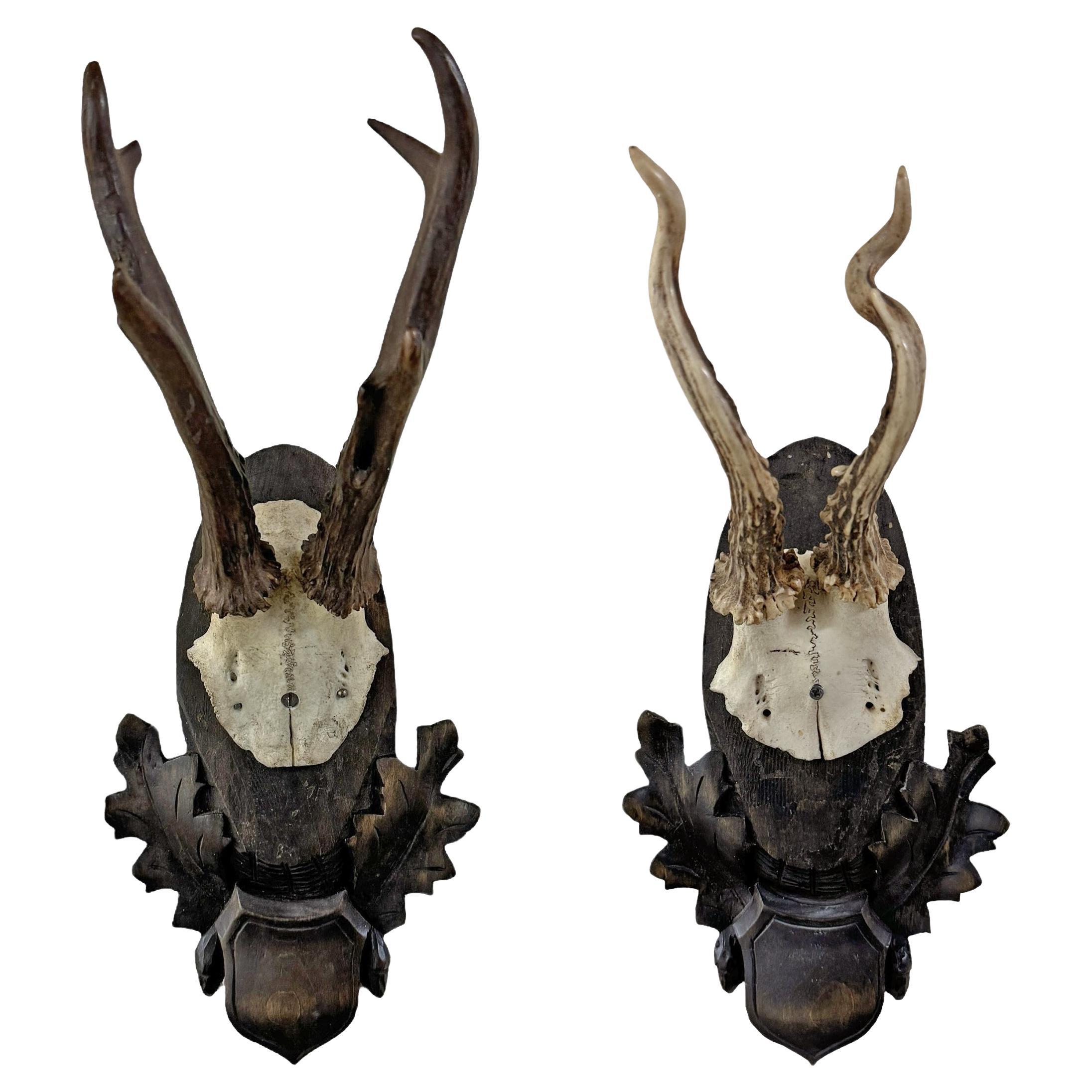 Pair of Early 20th Century German Roe Deer Mounts For Sale