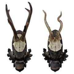 Pair of Early 20th Century German Roe Deer Mounts