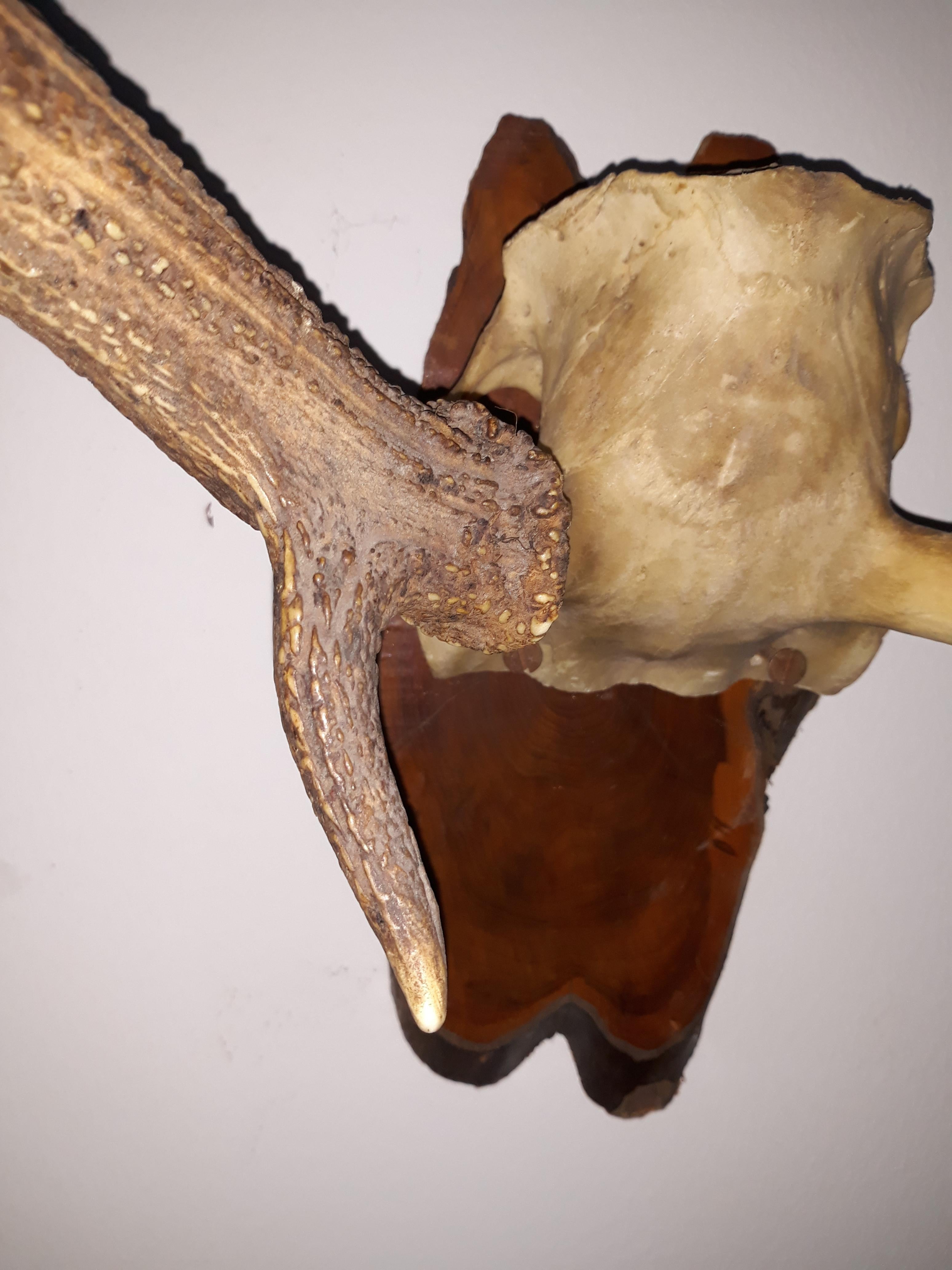 Pair of Early Deer Antler Mount On Black Forest Wood Plaque, Dated 1973 For Sale 4