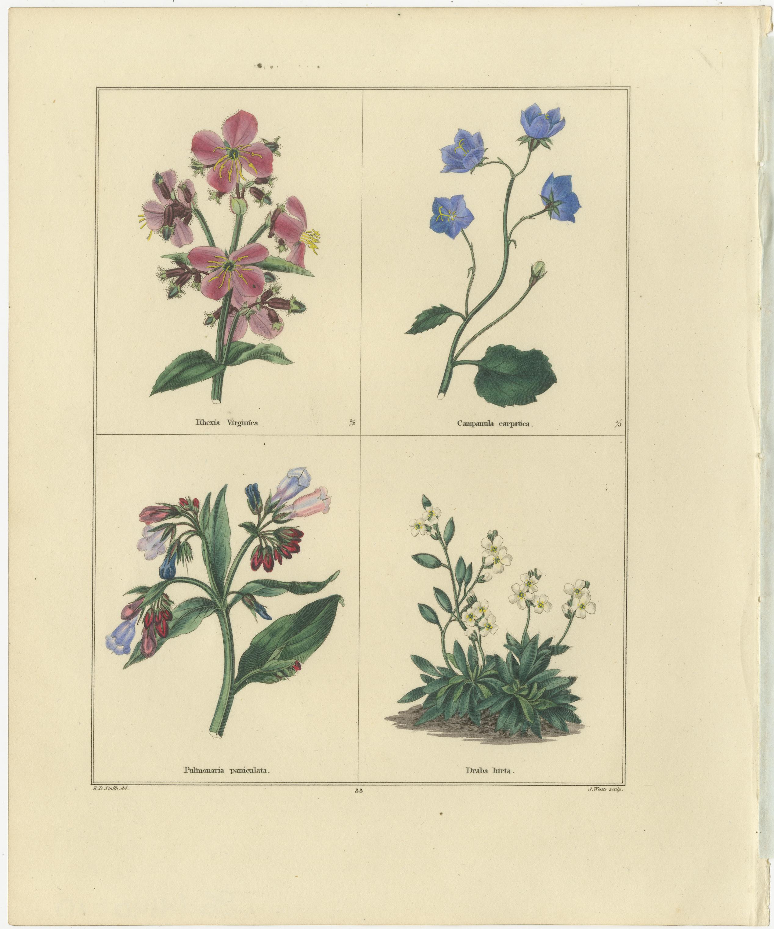 Paar eleganter handkolorierter botanischer Blumendrucke, London 1828 (Britisch) im Angebot